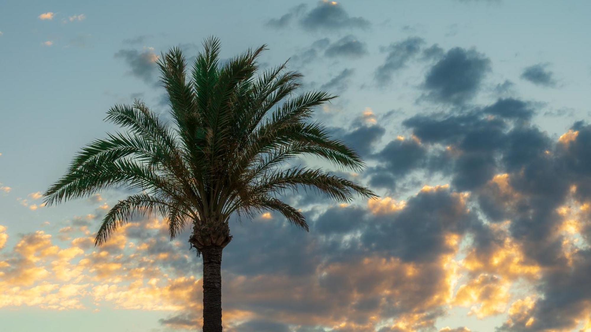 Sitio de Calahonda Beach Side Apartments Calahonda מראה חיצוני תמונה